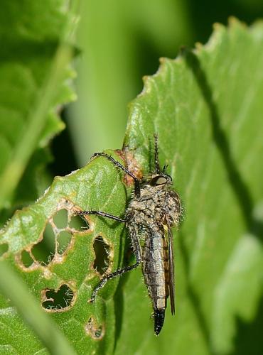Didysmachus picipes